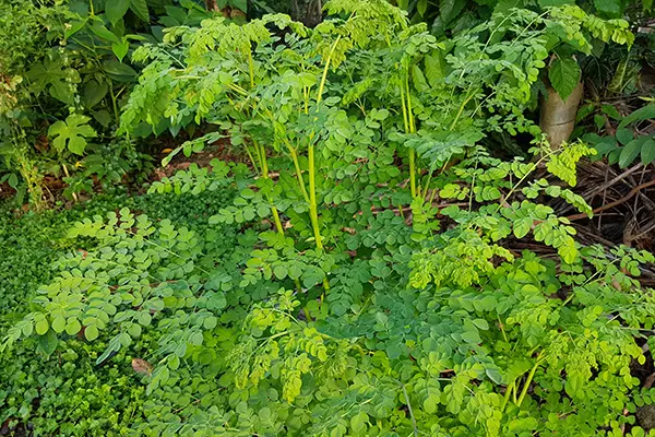 Moringa trees