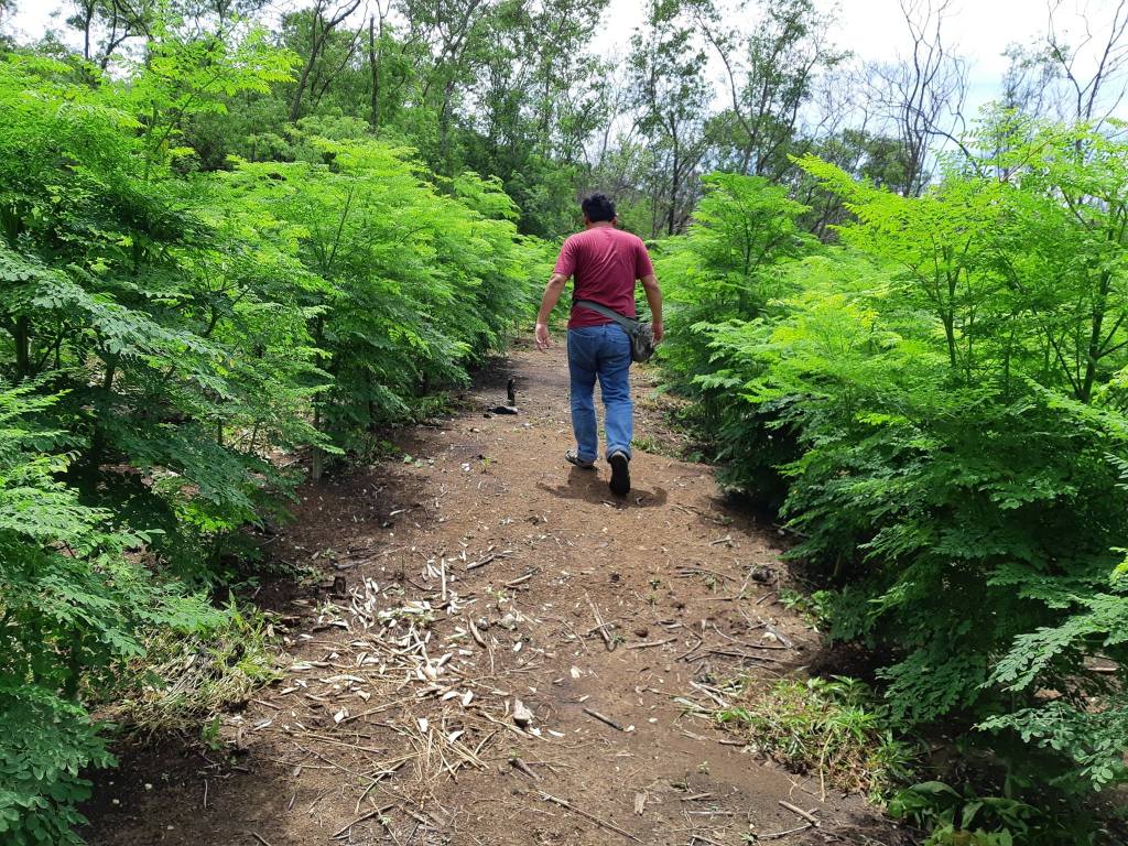 Farmer in Moringa field